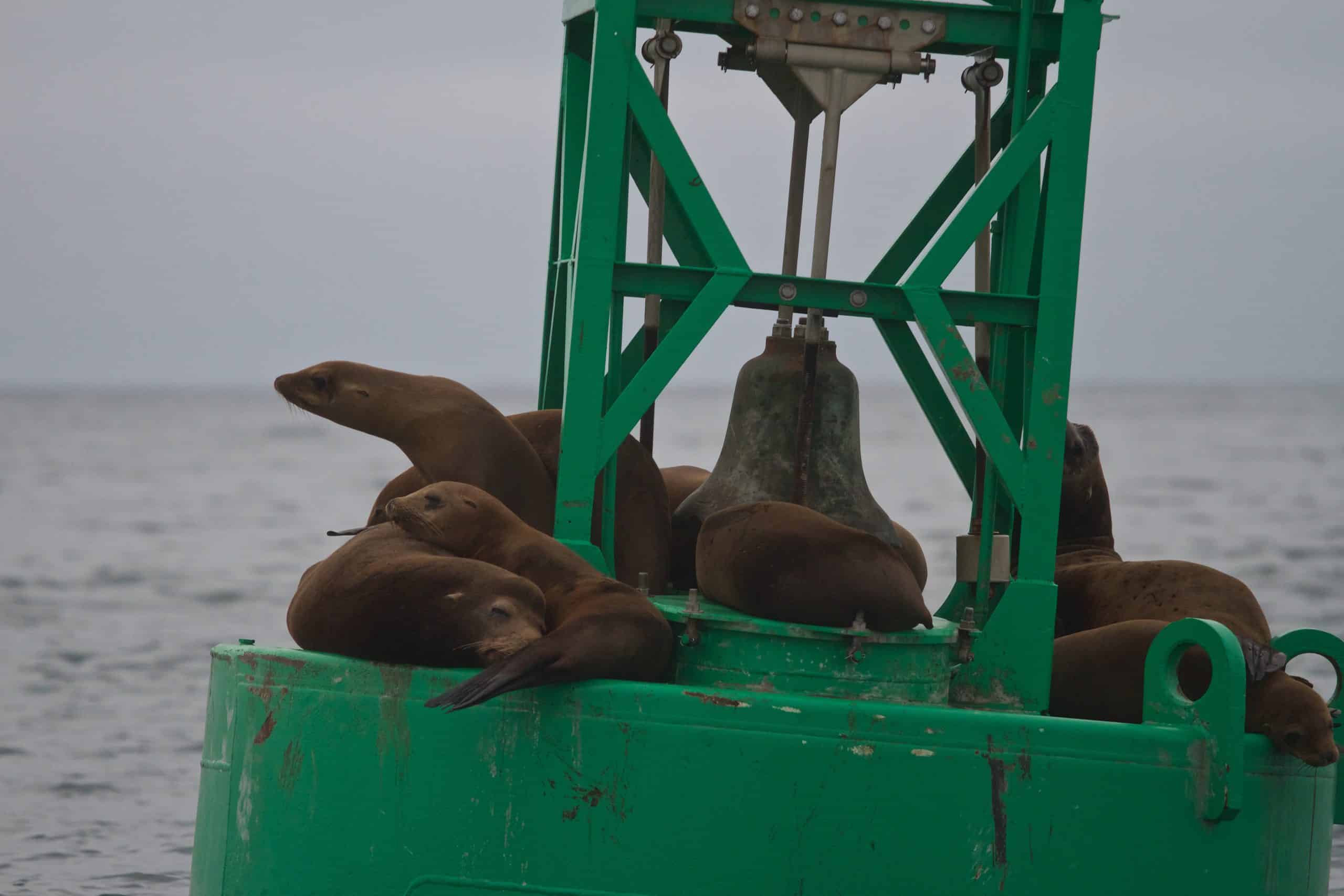 Non-whale photograph taken during Oregon State University Marine Mammal Institutes July 2017 tagging field season off southern California.