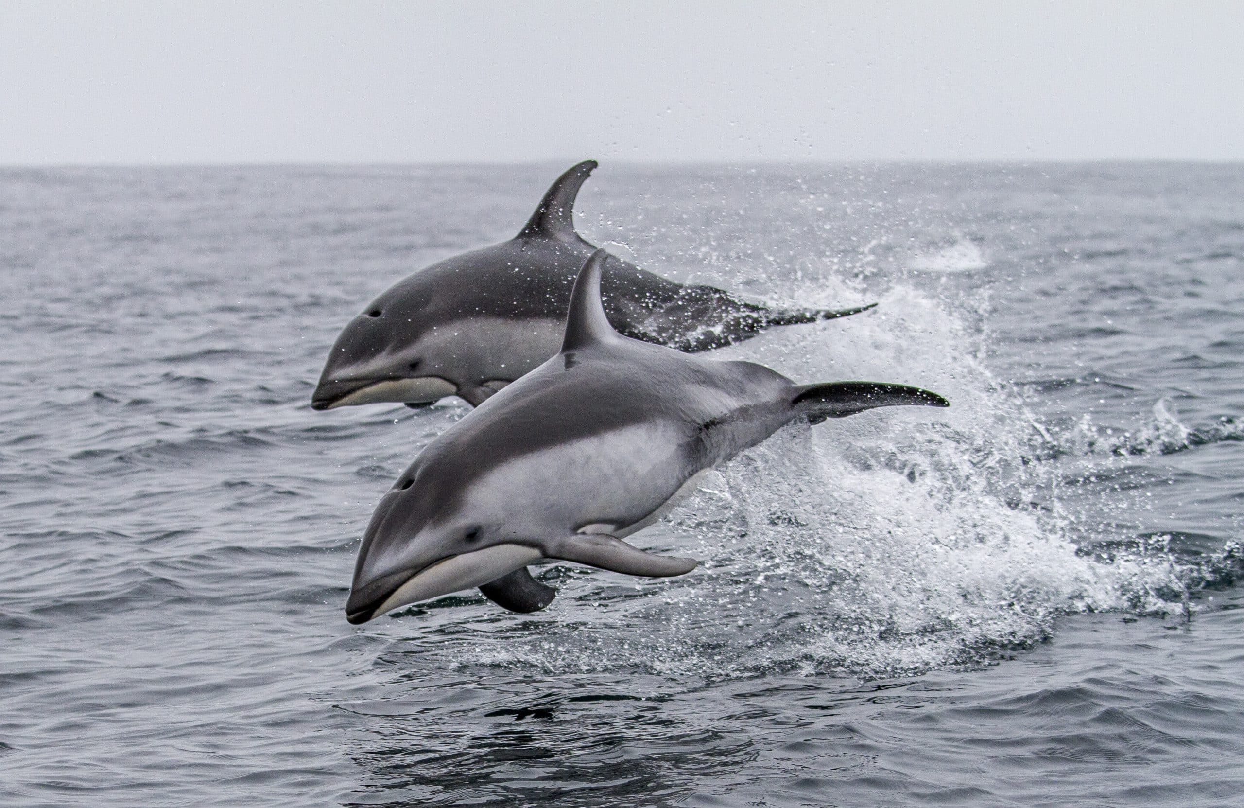 Photograph  taken during Oregon State University Marine Mammal Institute's 2016 tagging field season off southern California.