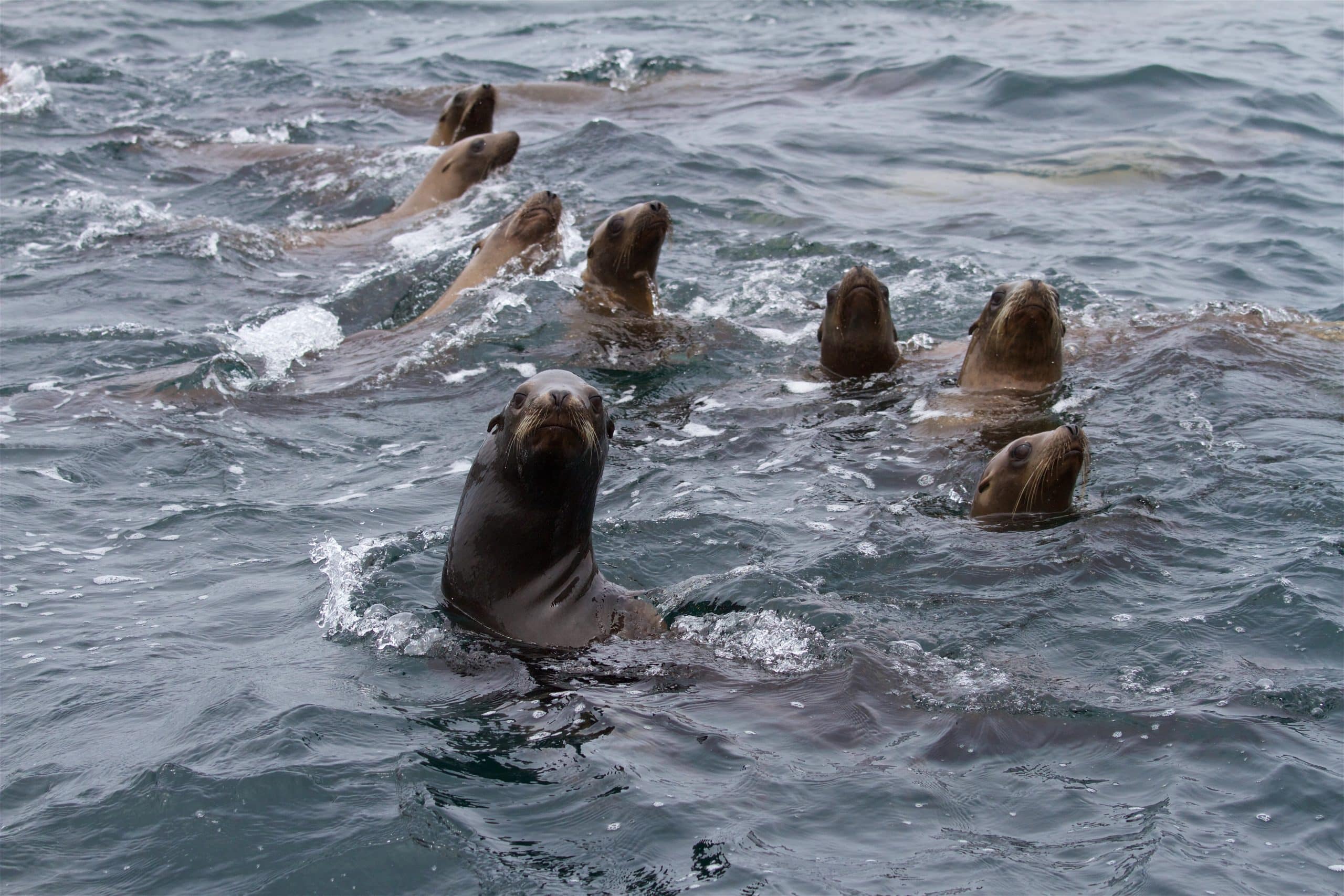 Non-whale photograph taken during Oregon State University Marine Mammal Institutes July 2017 tagging field season off southern California.