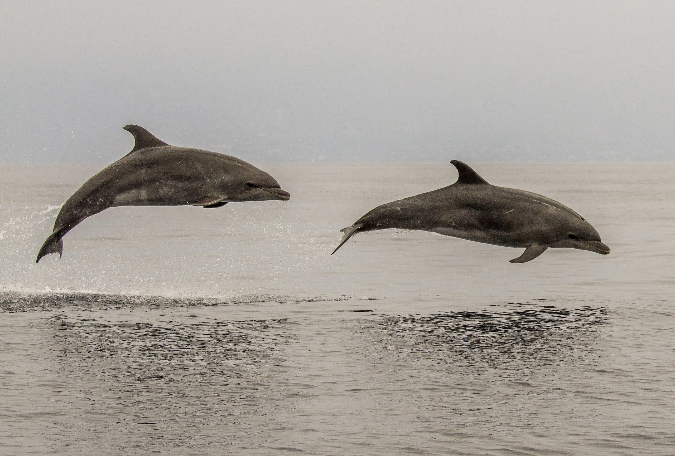 Photograph  taken during Oregon State University Marine Mammal Institute's 2014 tagging field season off southern California.