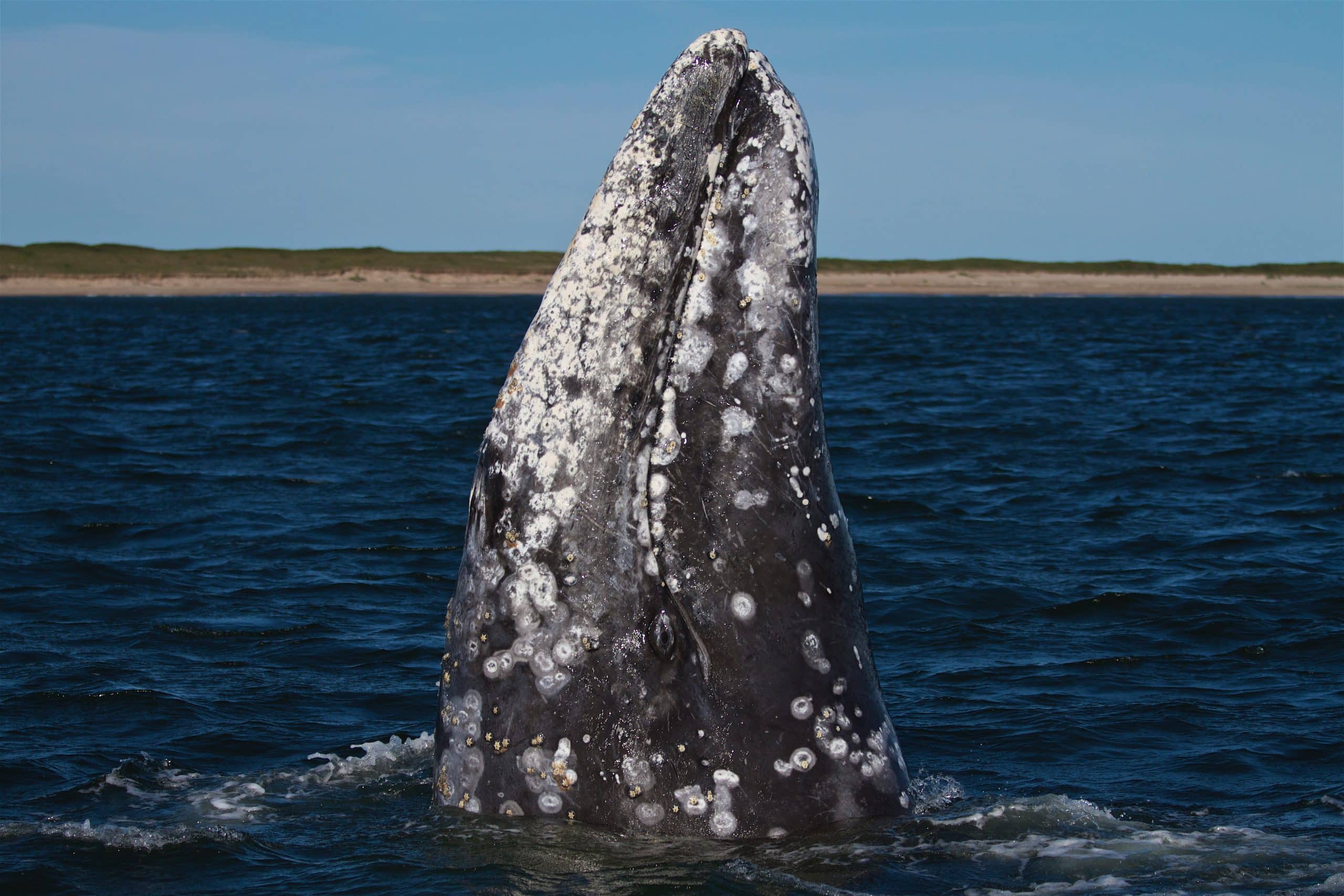 Credit Craig Hayslip Marine Mammal Institute Oregon State University taken under NMFS permit 4