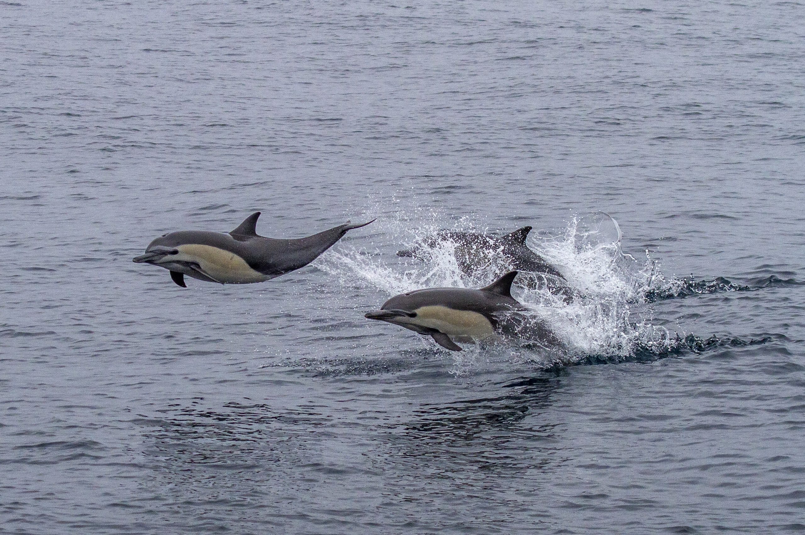 Photograph  taken during Oregon State University Marine Mammal Institute's 2014 tagging field season off southern California.