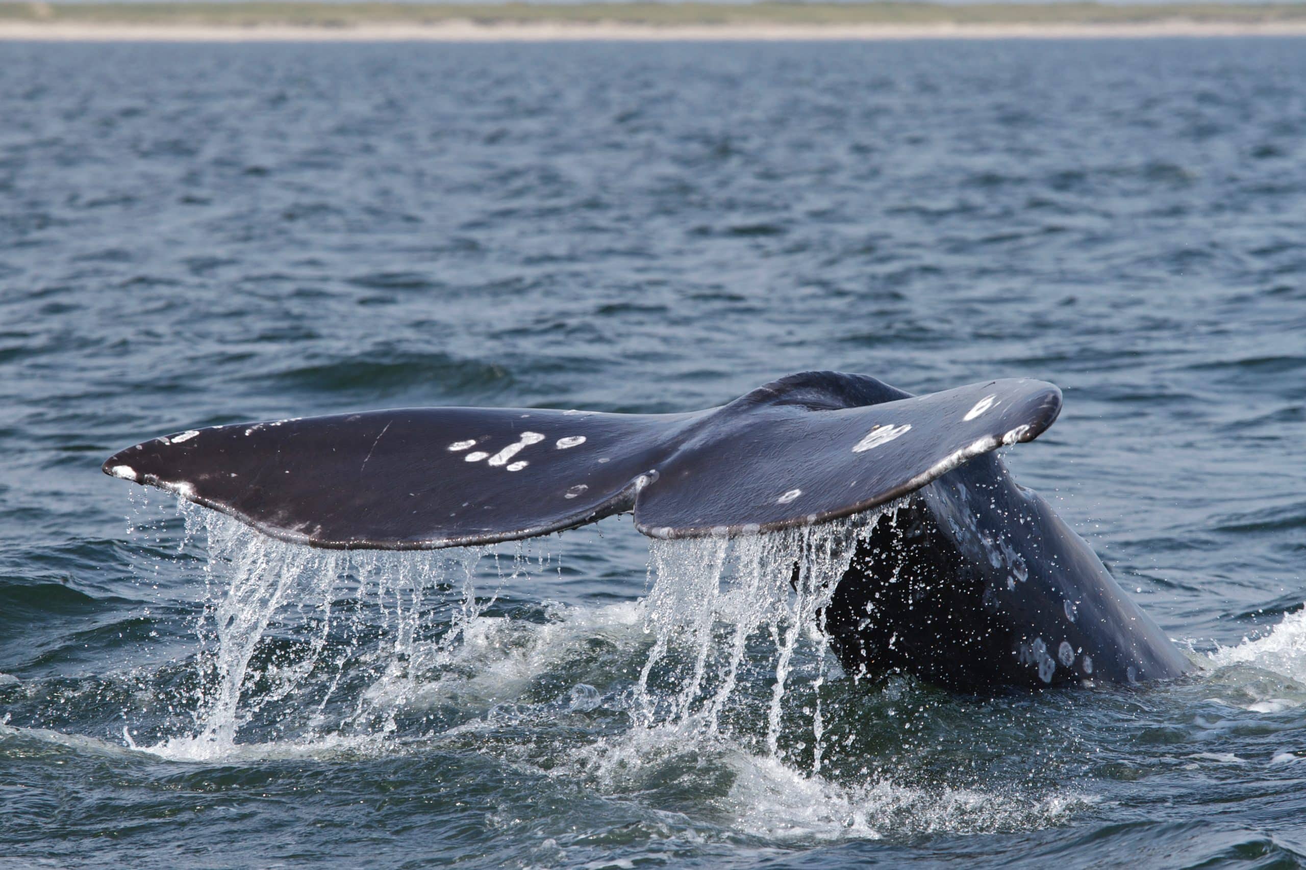 Western gray whale off the northeast coast of Sakhalin Island in the Sea of Okhotsk