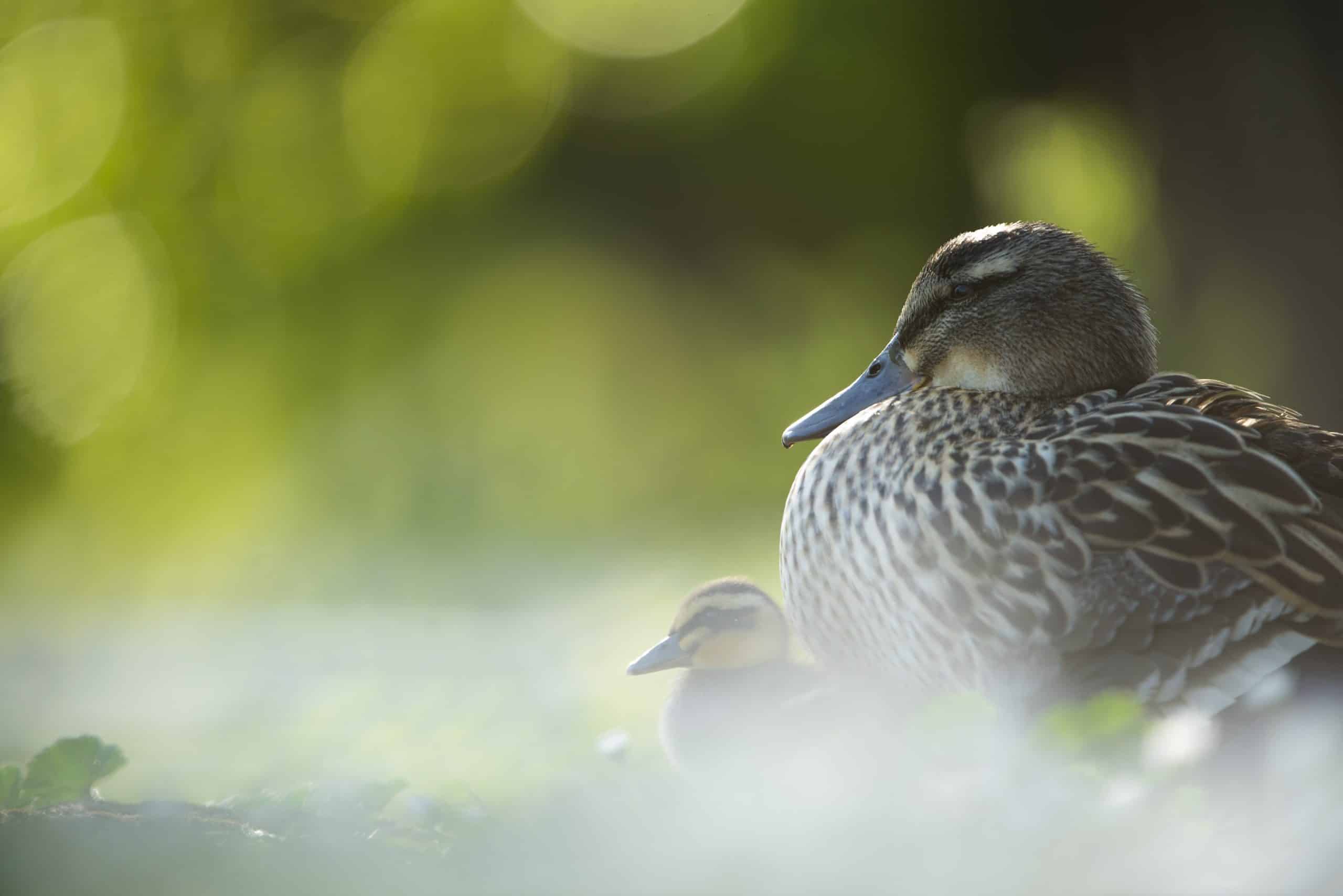 Mallard Anas platyrhynchos, adult female sitting by the side of a river with duckling underneath her, Bedfordshire, April