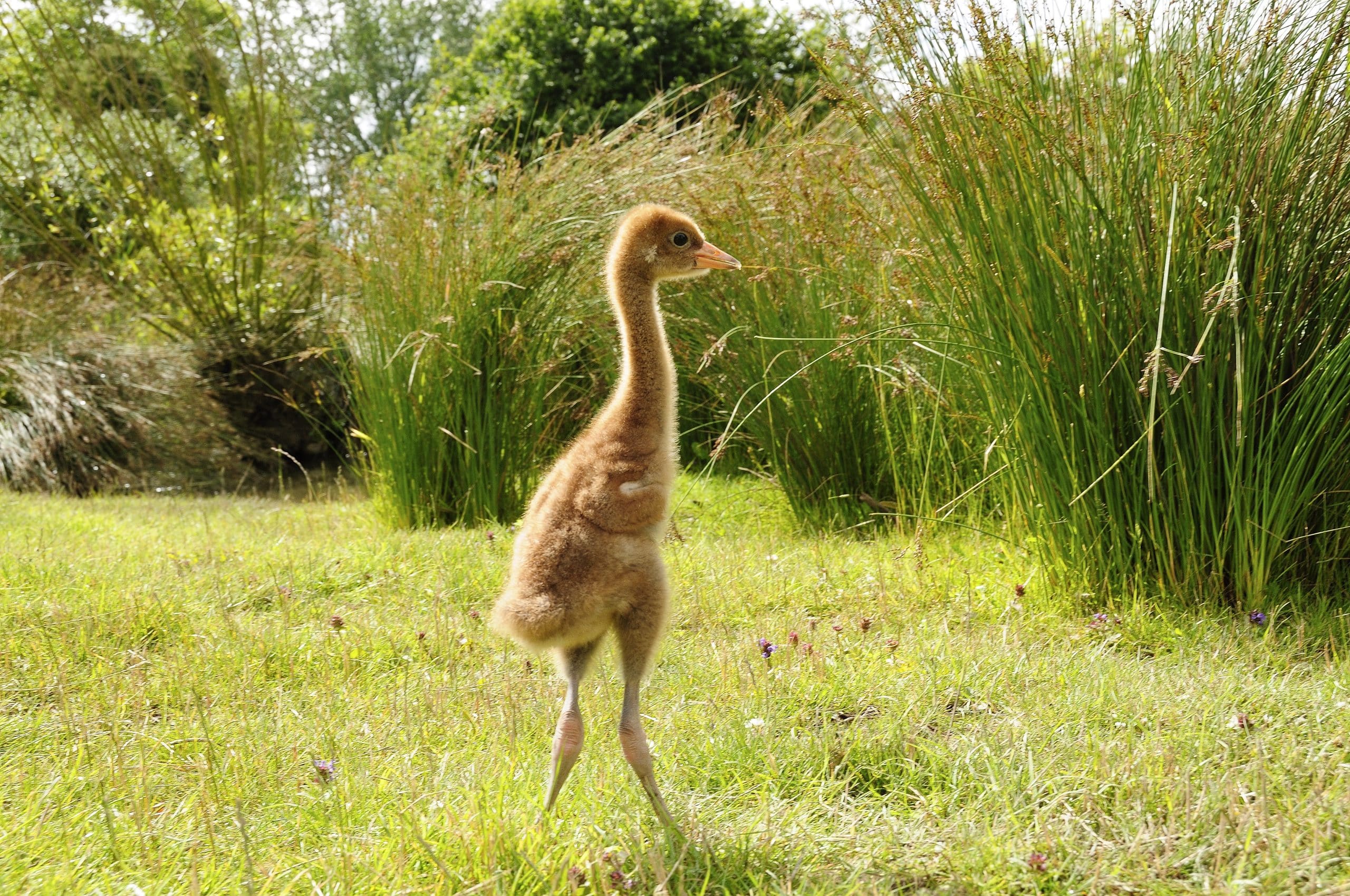 Common or Eurasian crane chick Grus grus, three week old captive reared chick, WWT, Slimbridge, Gloucestershire, July