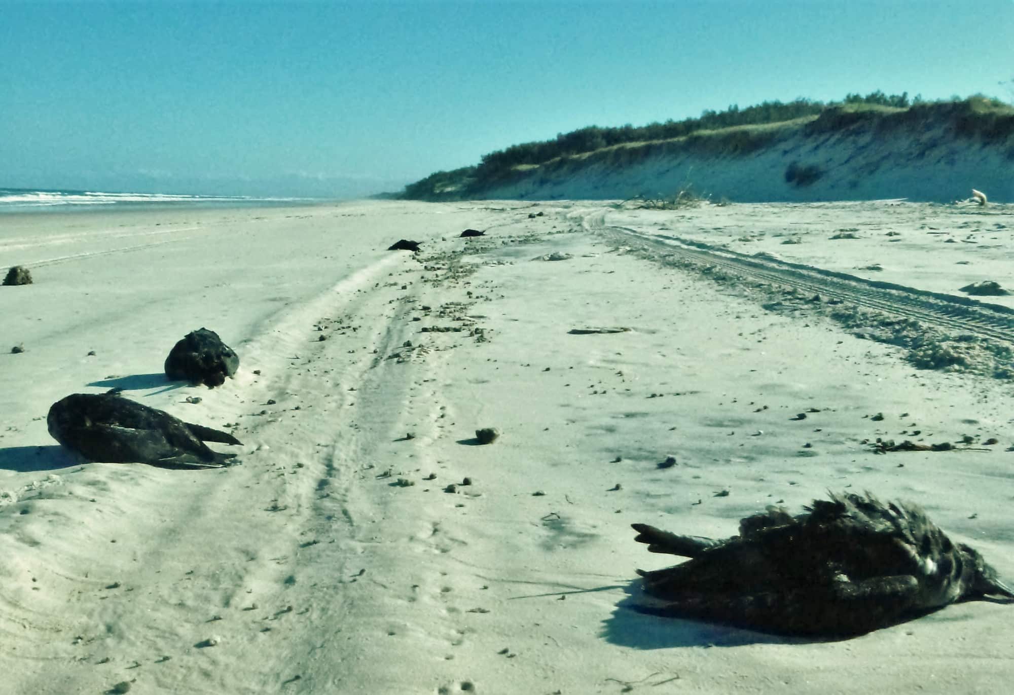 short-tailed shearwaters on Queensland beach after onshore wind in 2013