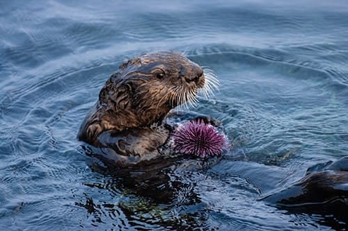 em1 sea otter urchin 500