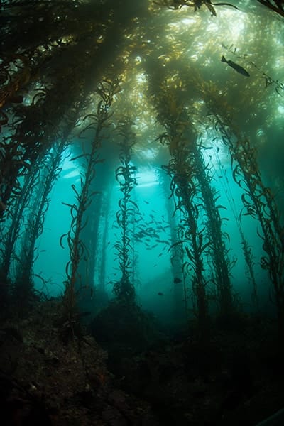 em2 giant kelp 400