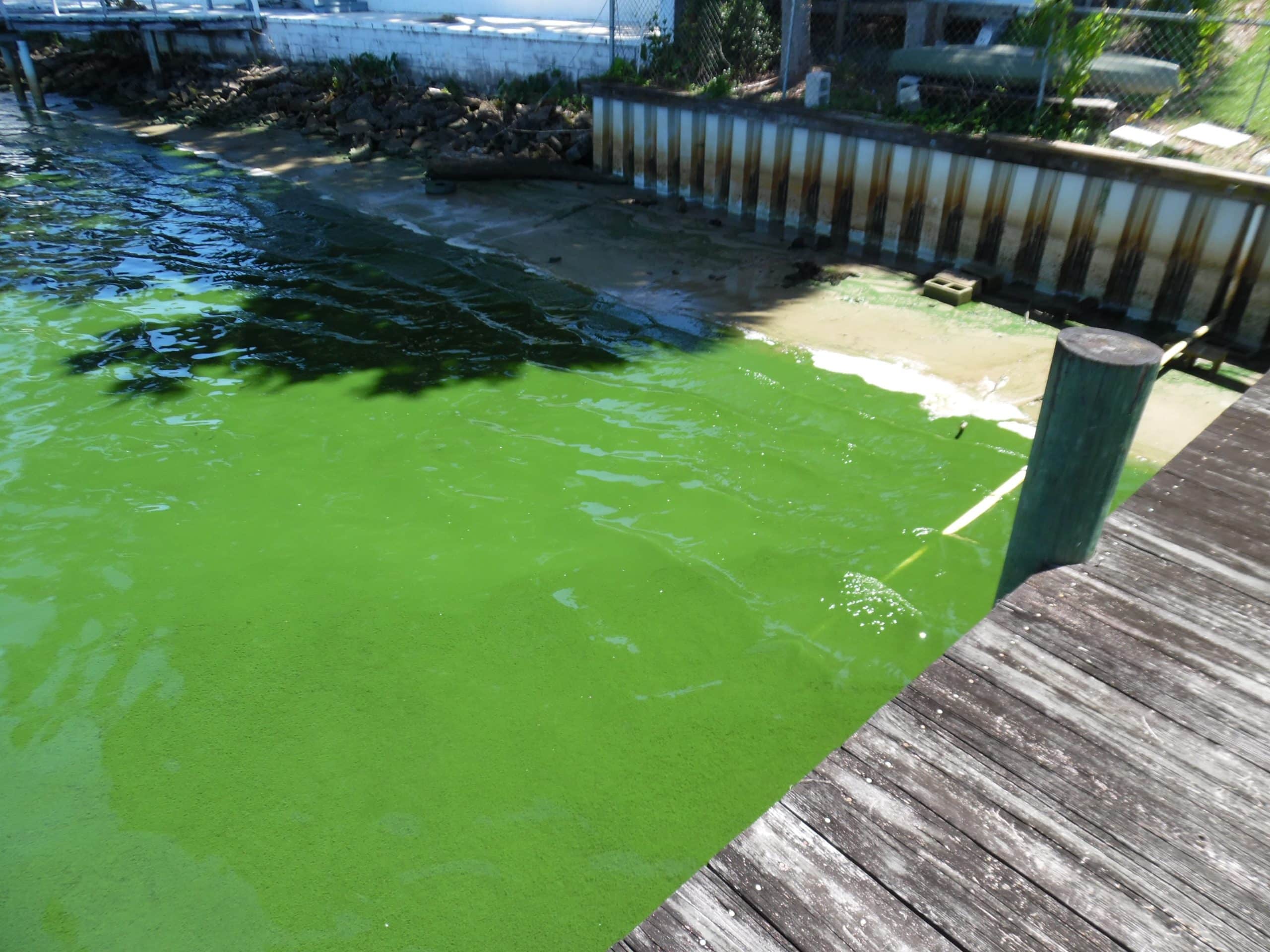 em2 st johns riverkeeper bg algae1