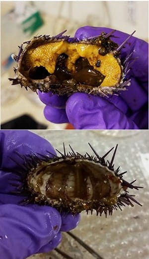 em3 urchin comp 300