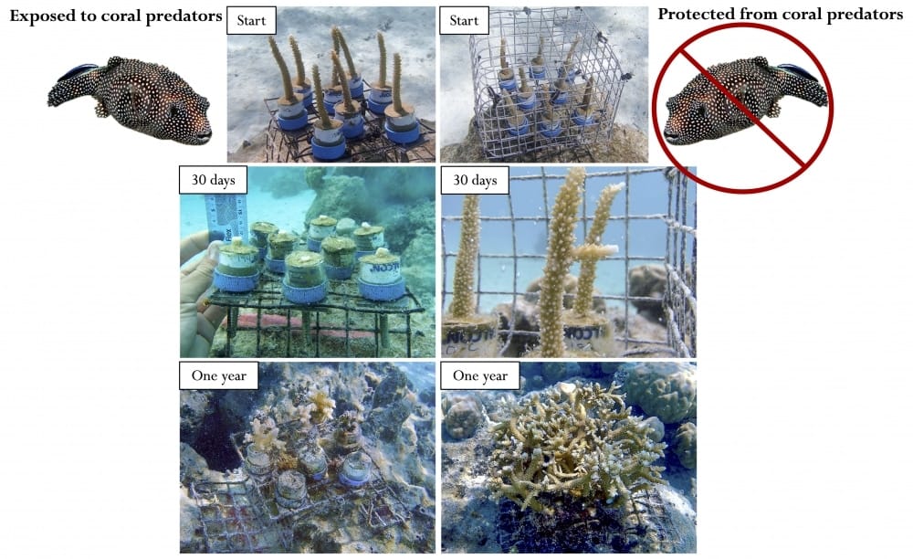 EM1 Coral predator infographic