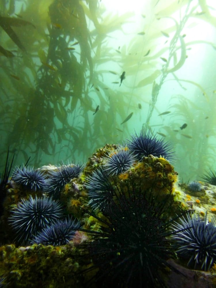 EM1 urchins katie davis