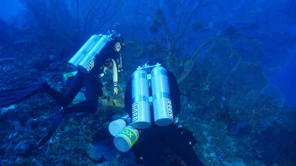 EM2 pim and norbert on collection dive 2 c david whillas