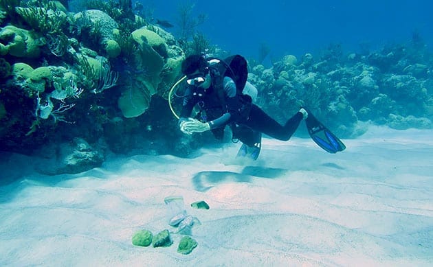 EM1 Coral Transplantation May Currents