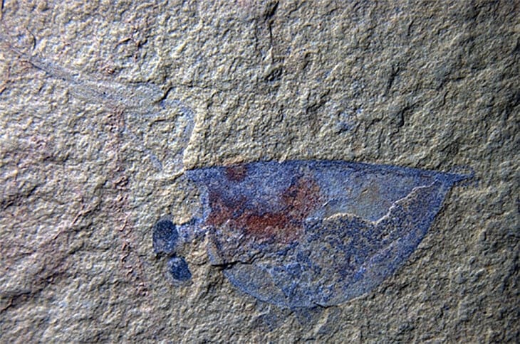 EM2 isoxys crustacean Xianfeng Yang Yunnan U