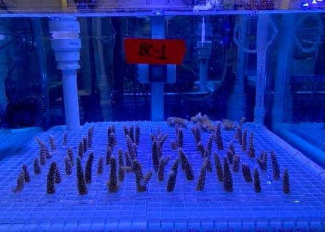 Image 3 ECOfeature coral