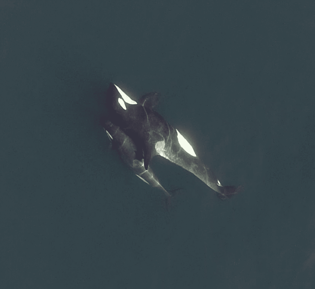 contact figure
