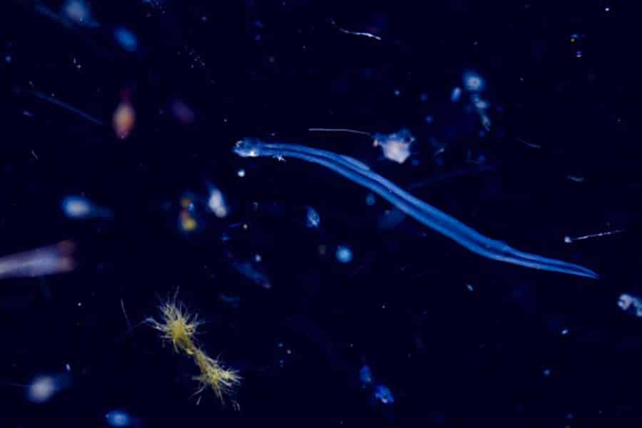 Plankton found in the open-ocean Gulf of Mexico.  The golden tufts in the bottom left are Trichodesmium, the long organism in the middle is a chaetognath, and many of the out-of-focus blobs are copepods. (Courtesy of Michael Stukel)