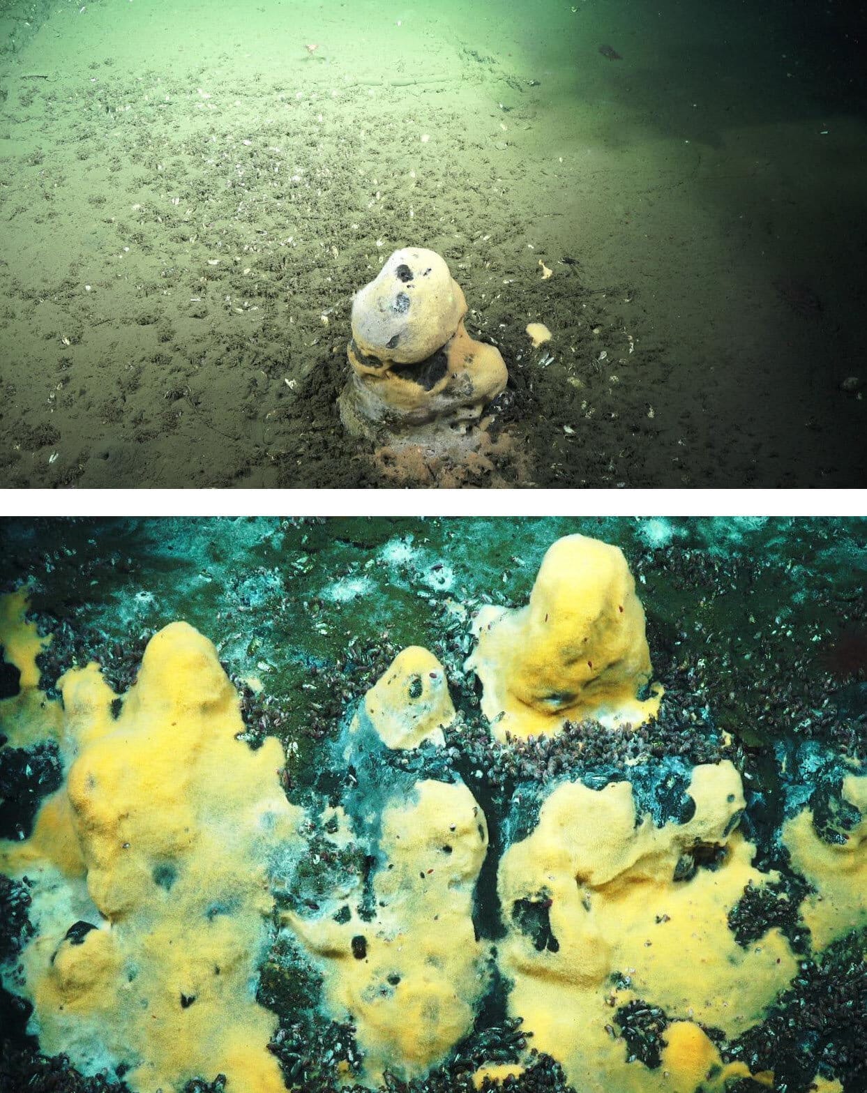 microbes in ocean play