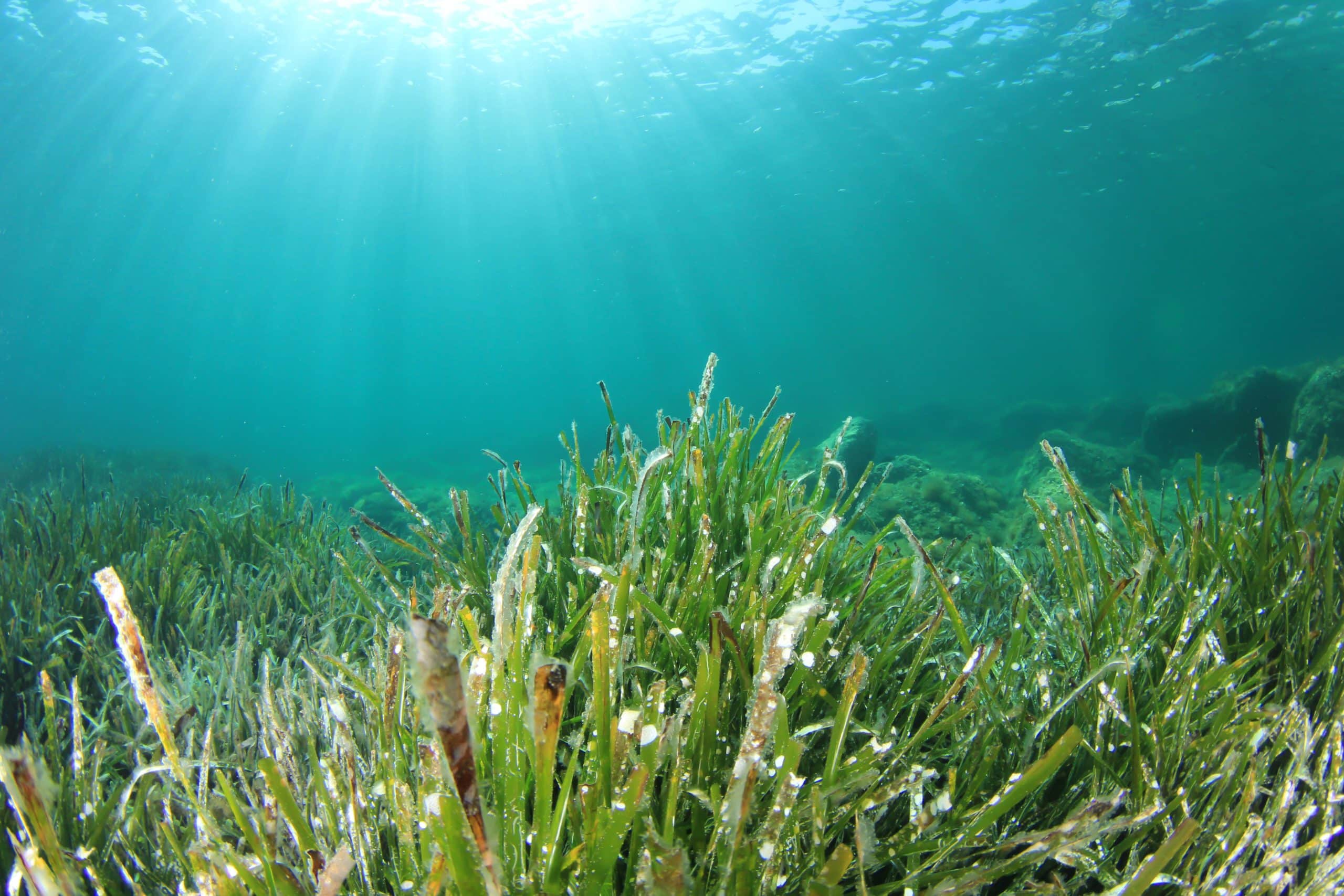 sea grass underwater 35369889656 o