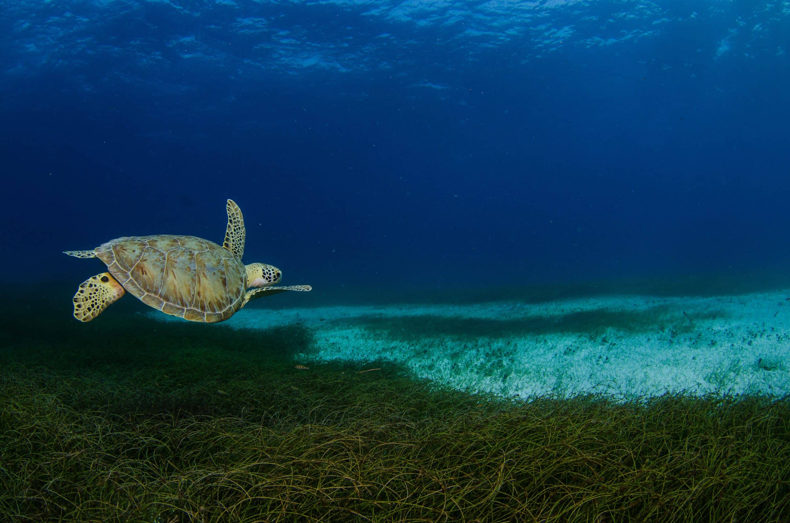 sea turtle caribbean 25707235744 o