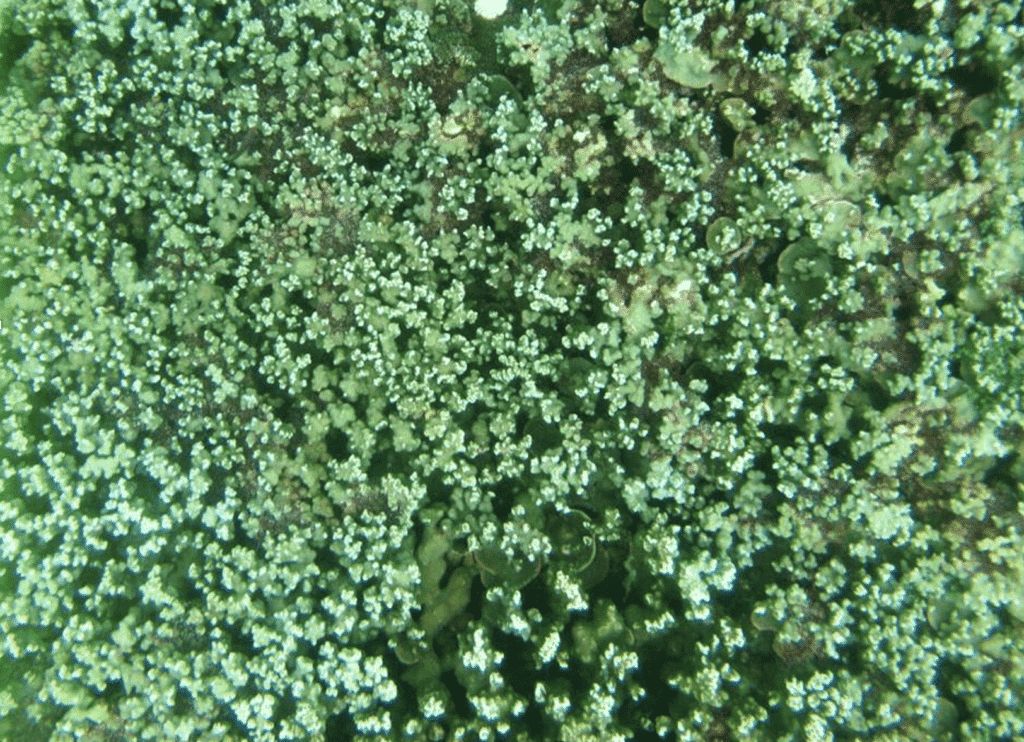 EM2 weedycoral prus 1024x742