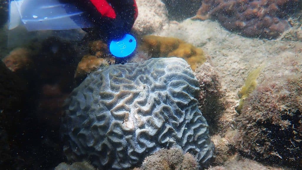 3 sampling brain coral Right Image 1024x577