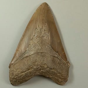 em2 bazzi megalodon4 300