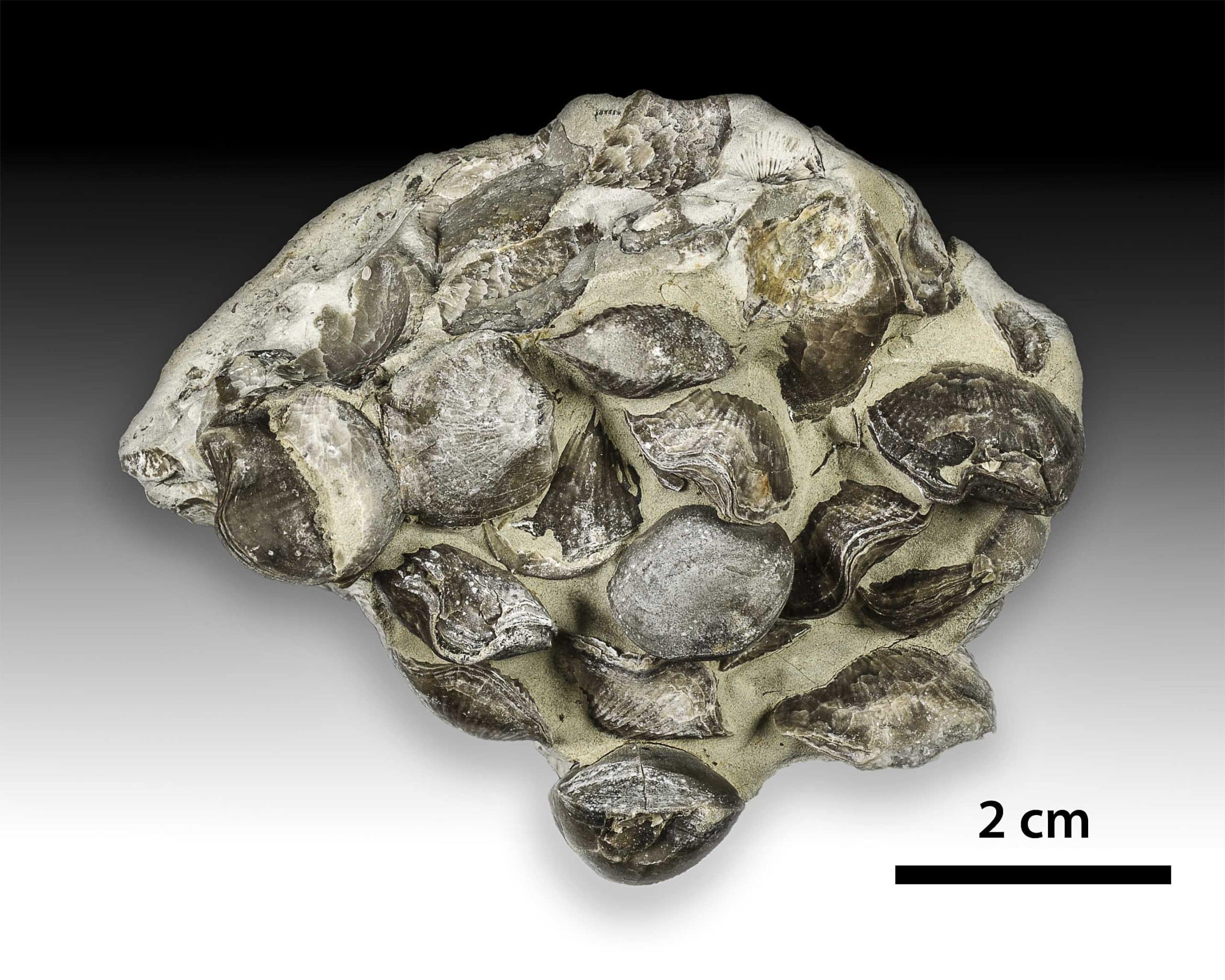 EM1 Hirnantian brachiopods Ellis Bay Anticosti.original