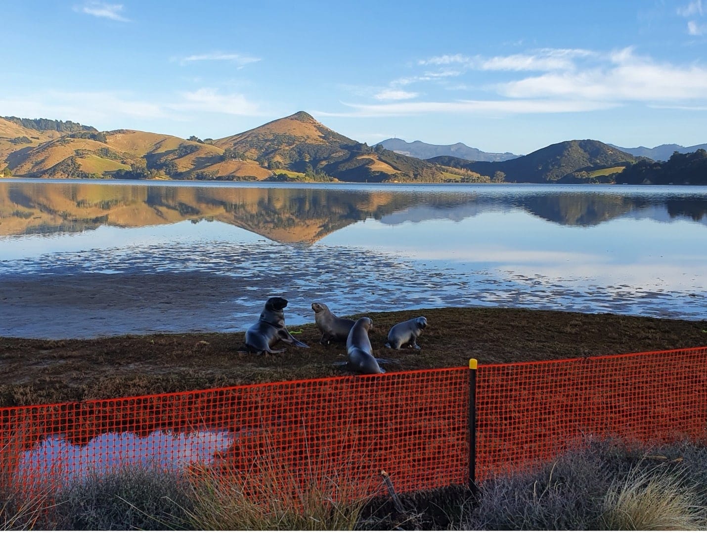 EM2 Sea lion fence