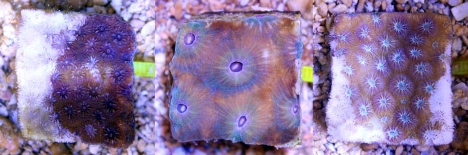sediments a likely culprit in spread of deadly disease on florida coral reefs study finds 940x529