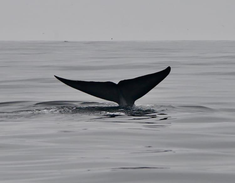 2 Blue whale 03 William Oestreich 640