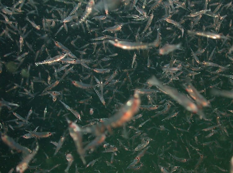 Tiburon Dive# 600Lat= 37.46891022Lon= -122.91645050Depth= 135.8 m  Temp= 9.009 C  Sal= 33.795 PSU  Oxy= 2.16 ml/l  Xmiss= 77.3%Source= digitalImages/Tiburon/2003/tibr600/DSCN2656.JPGEpoch seconds= 1059487467Beta timecode= 02:54:33:11