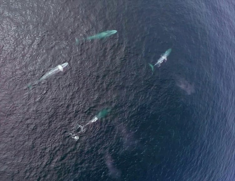 4 blue whales DukeMarineRoboticsAndRemoteSensing 01 640