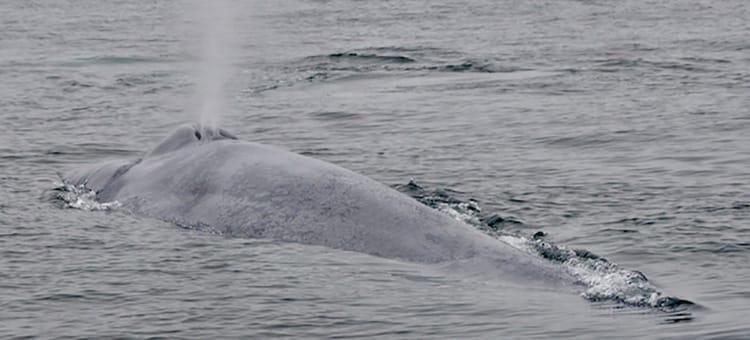 5 Blue whale 04 William Oestreich 640