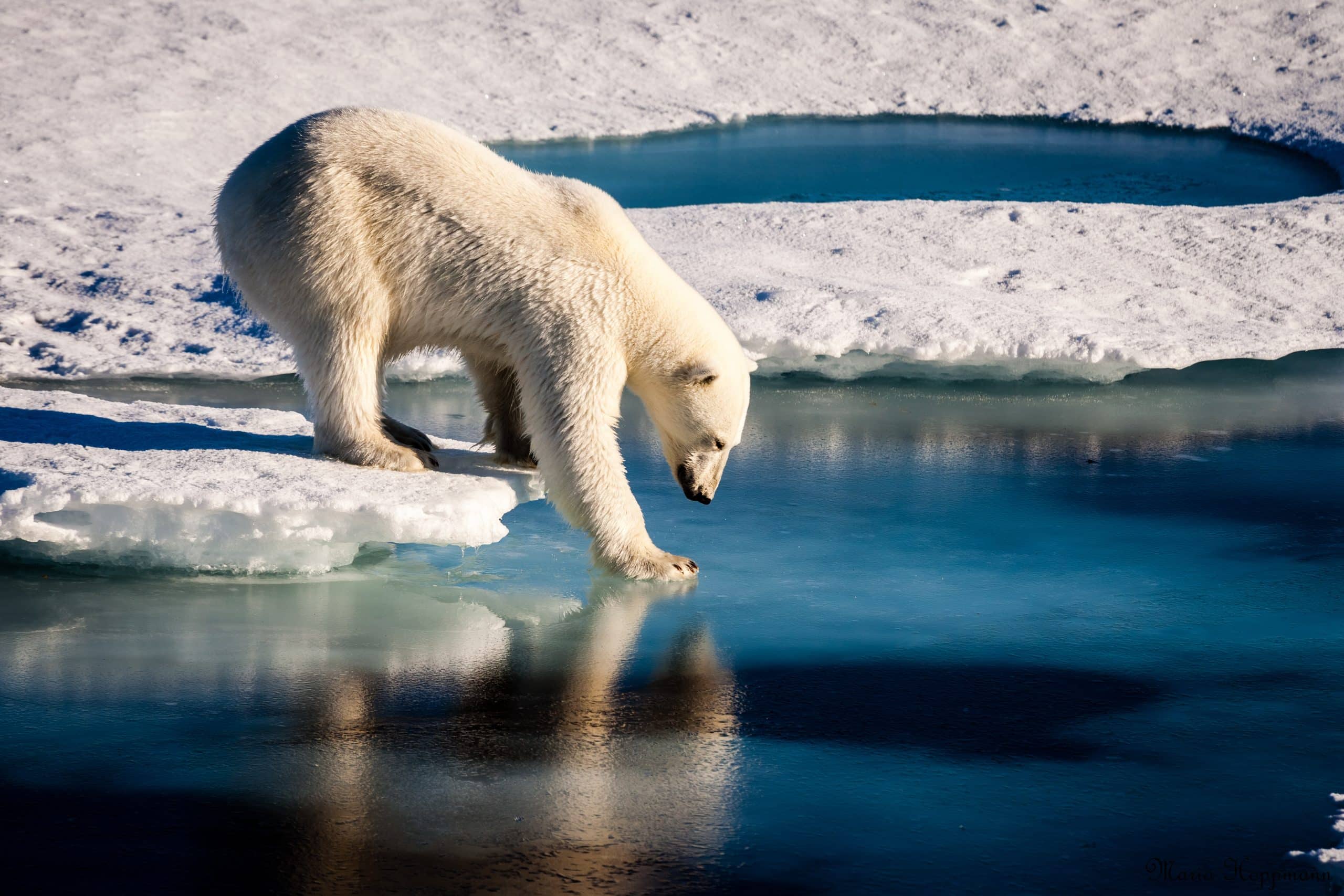 6. Polar Bear Hoppmann