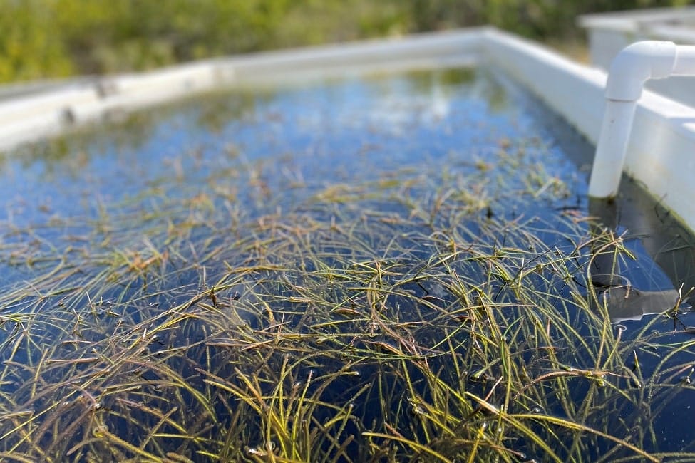 EM1 seagrass closeup newsdesk