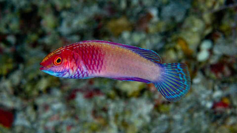 EM1 cirrhilabrus finifenmaa release 2