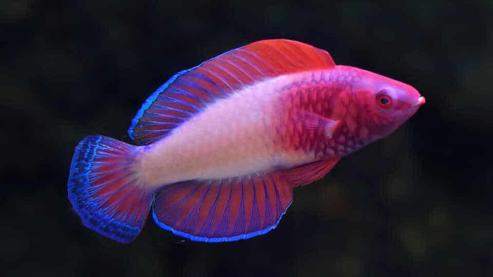 EM3 cirrhilabrus finifenmaa release 3