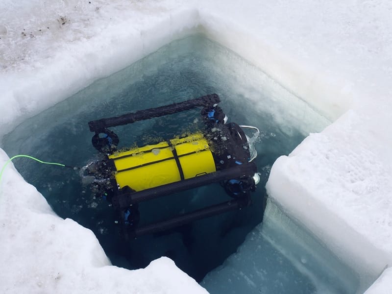 2 boxfish rov antarctica 2019 02