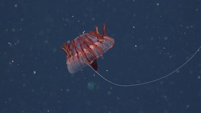 em2 2014 Atolla reynoldsi D0642 02 640