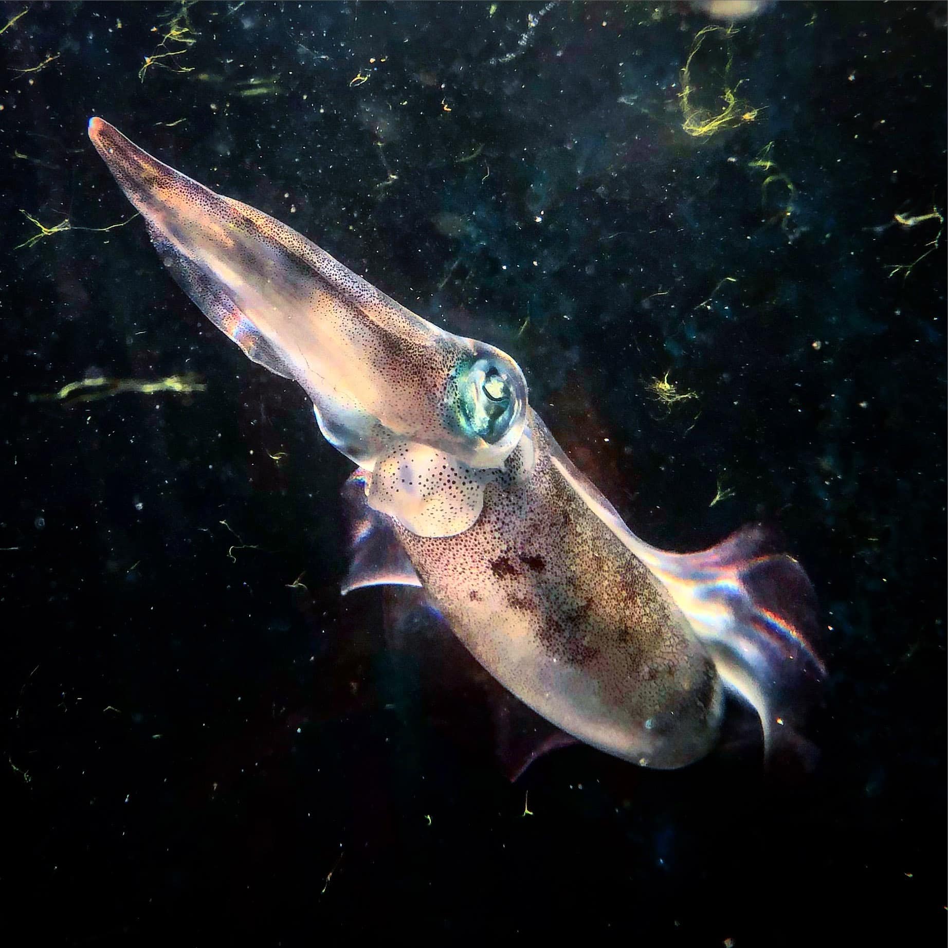 EM1 202203 ASpeciesOfOvalSquid