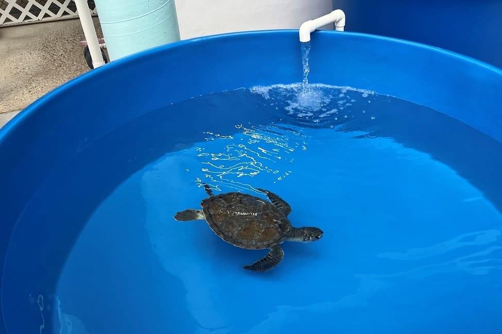 EM1 turtle suntank newsdesk