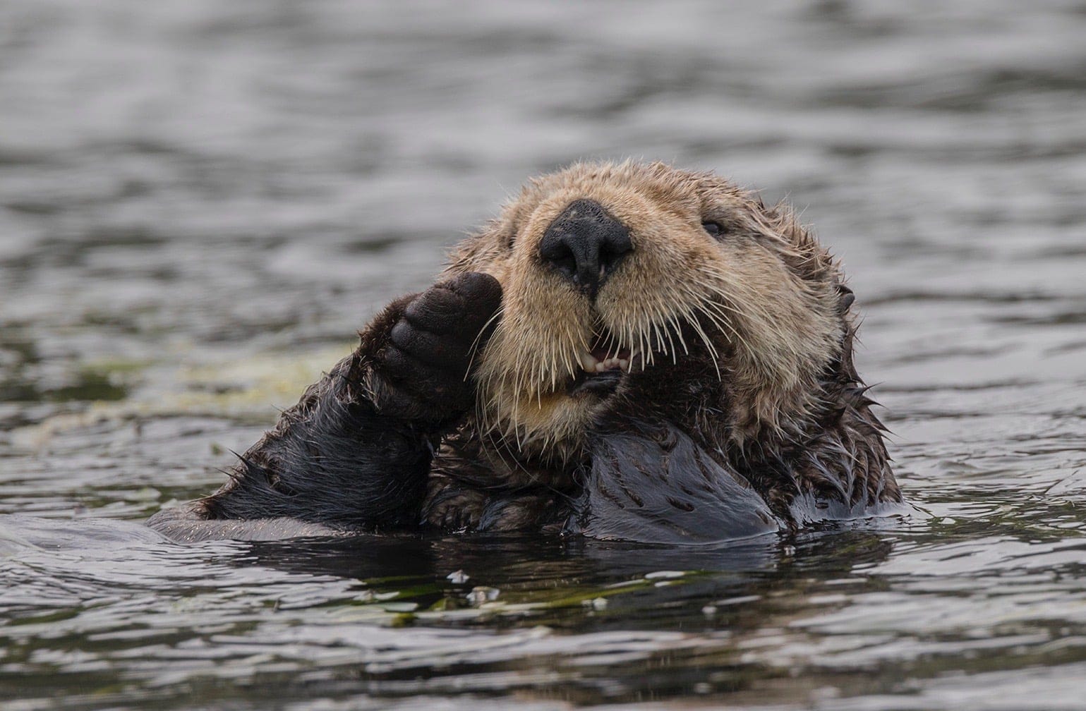 EM2 otter2 img 8565l trinawood 1