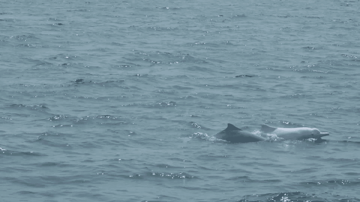 2 Dolphins 1