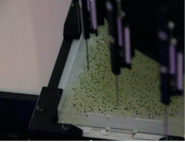 EMBED Robot picking mutant algal colonies