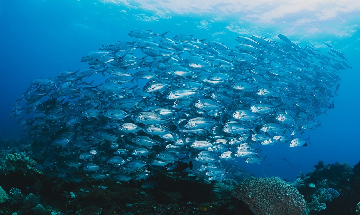 2 shoal fish underwater