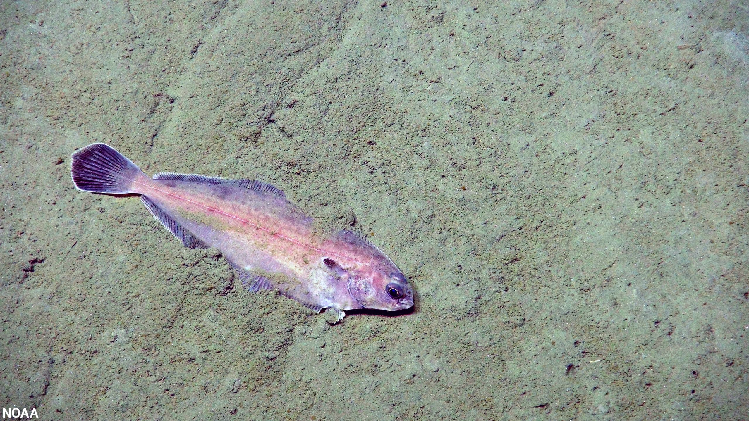 EM3 PHOTO Canyon witch flounder Hudson Canyon 060722 NOAA BOEM USGS