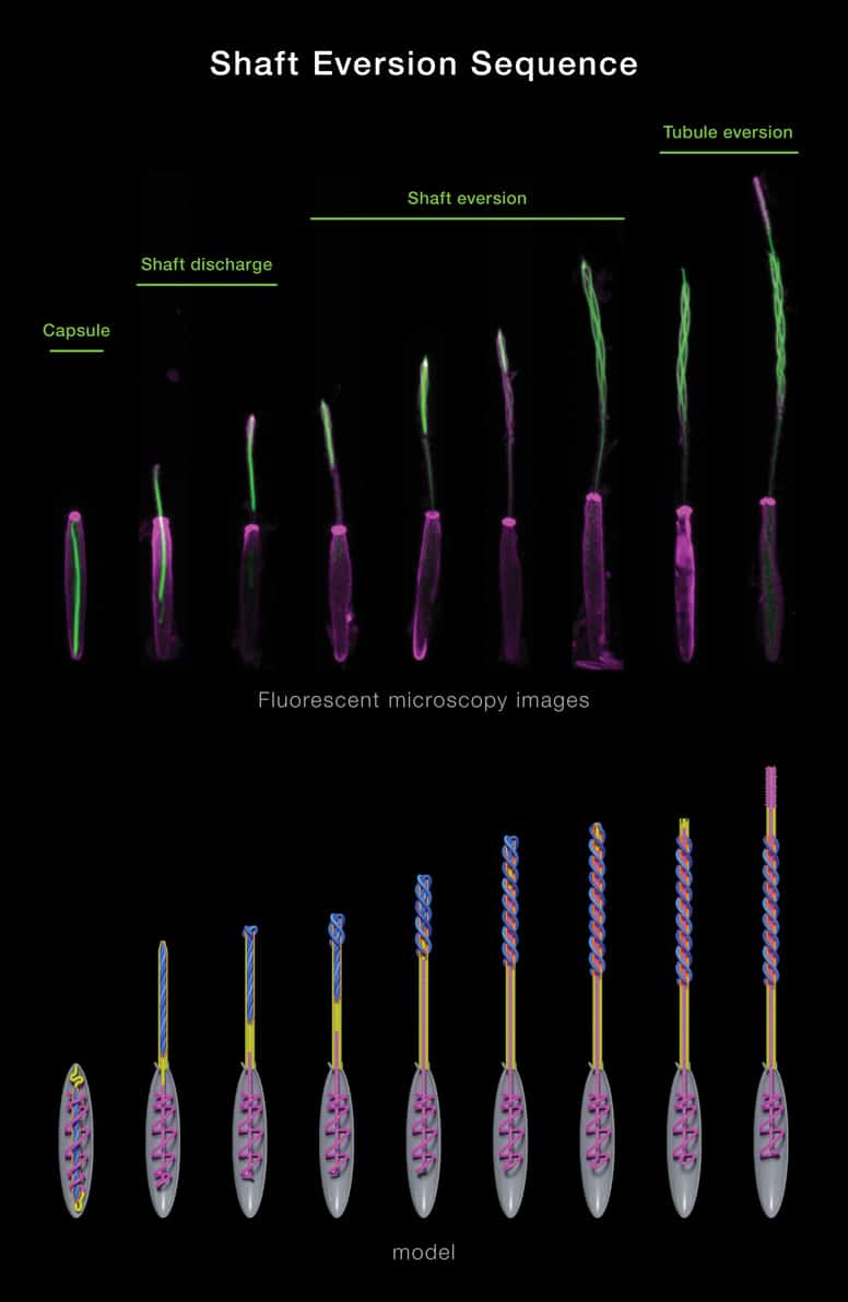 embed1 Stowers Gibson stinger image1