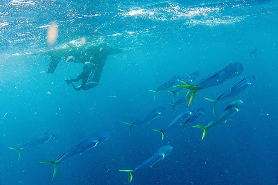 5 Mahi Mahi